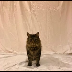 Meet your Posher, Cola